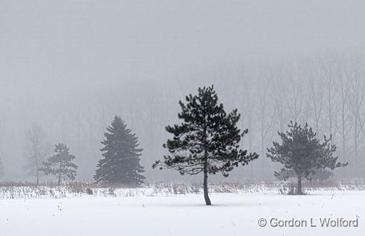 Trees In Fog_21275.jpg - Photographed near Smiths Falls, Ontario, Canada.